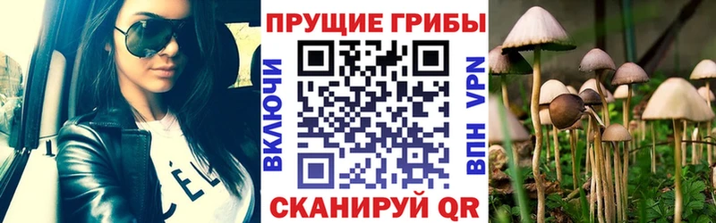 магазин    Сасово  Галлюциногенные грибы Psilocybe 